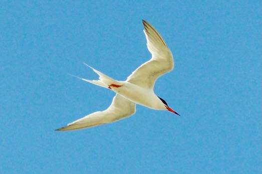 Roseate Tern by btrentler is licensed under CC BY 2.0.